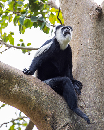 Black and White Colobus Monkey
